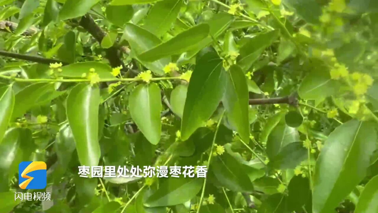 滨州沾化8000亩大棚冬枣提前进入盛花期