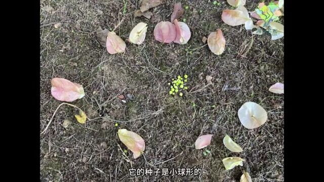 小小物候推荐官之霜降节气:秋果丰硕,当心有“炸”