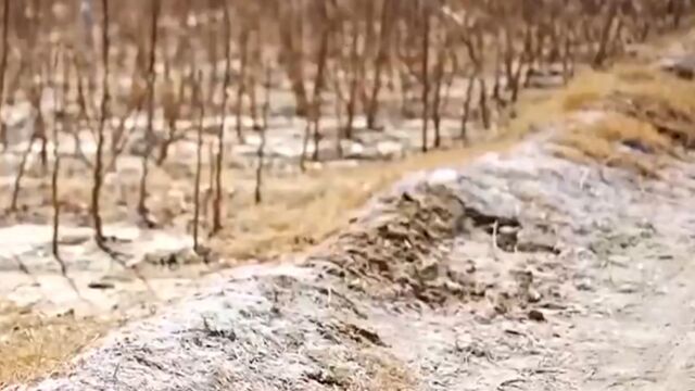 奔跑在希望的田野上ⷢ€œ唤醒”盐碱地,我国可利用的盐碱地约5亿亩