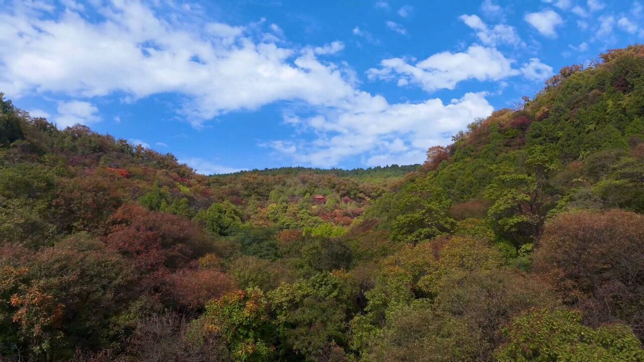 满山红叶似彩霞 枣庄抱犊崮迎来最佳观赏期