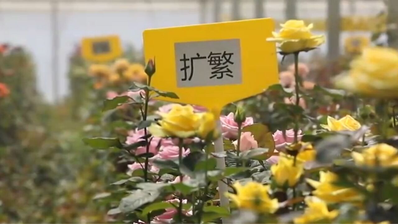 云南:种业“芯片”研发加速,花卉品种持续“上新”