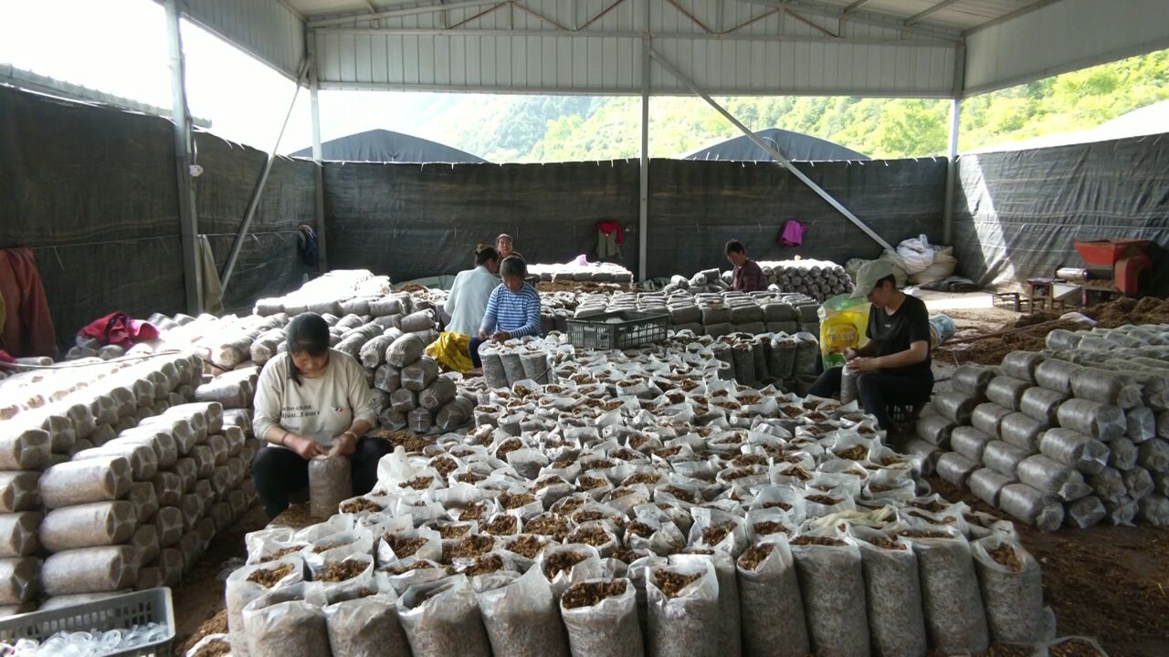 蓝田县蓝桥镇北沟村:食用菌产业拓宽群众致富路