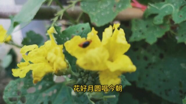 怀旧流行经典歌曲36《花好月圆》原唱刁寒