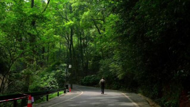 曾游记丨岳麓山湖景茶园徒步路线