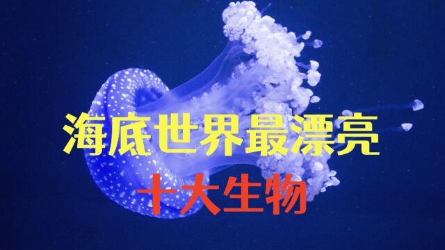 世界上最漂亮的10大海洋生物,你知道哪些?看完赏心悦目!