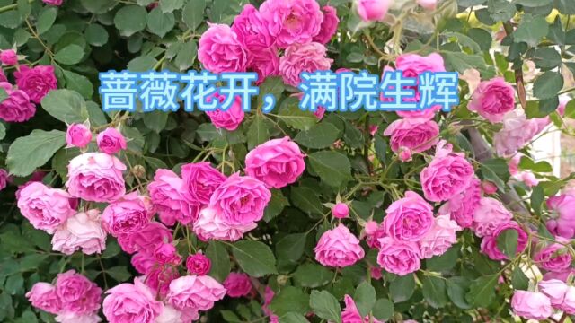 蔷薇花开,满院生辉