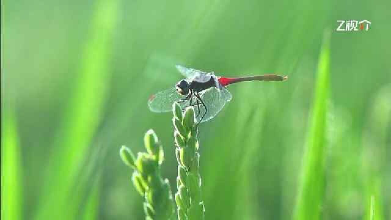 宋韵二十四节气—小满