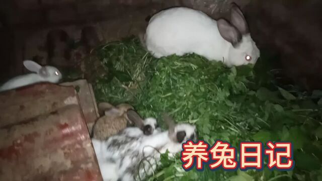 养兔日记,小兔子排队出来吃青草