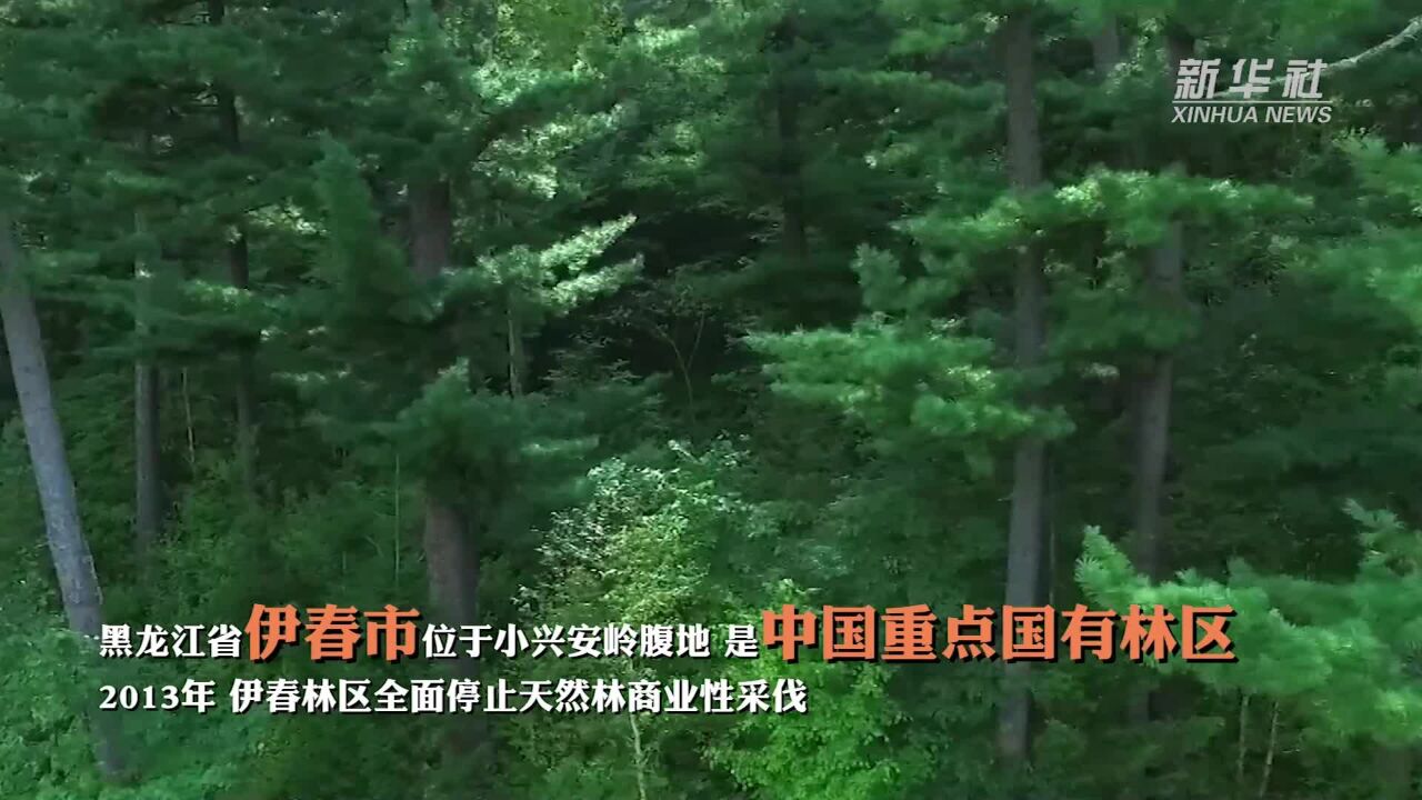 10年间 伊春林区森林蓄积量年均净增1000万立方米以上