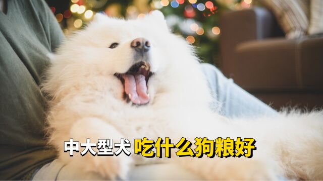 中大型犬吃什么狗粮好?错过就亏了!