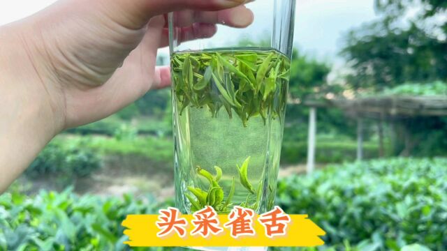 想喝健康好茶叶就喝开园头采茶,四川雅安雀舌茶,鲜爽甘甜不苦涩