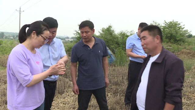 石龙区迅速应对阴雨天气 全力以赴抢收减损