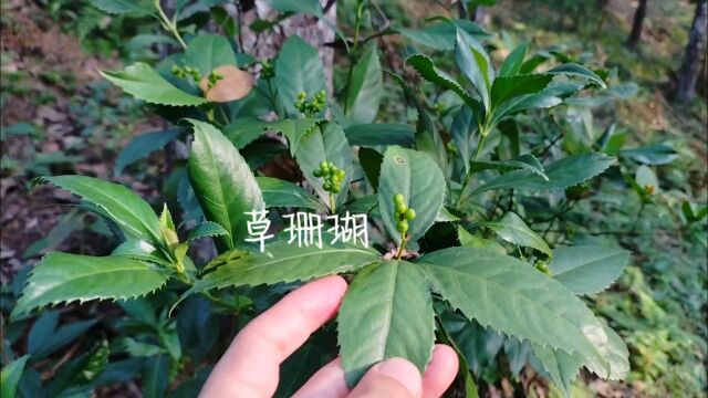 草珊瑚,分享身边有用的植物