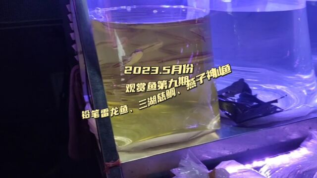 了解广州观赏鱼批发市场,各种鱼价格到底有多便宜?也有三湖慈鲷