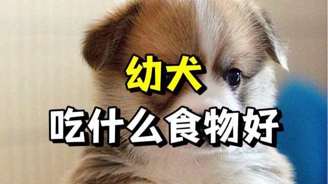 幼犬吃这些食物,营养更丰富!