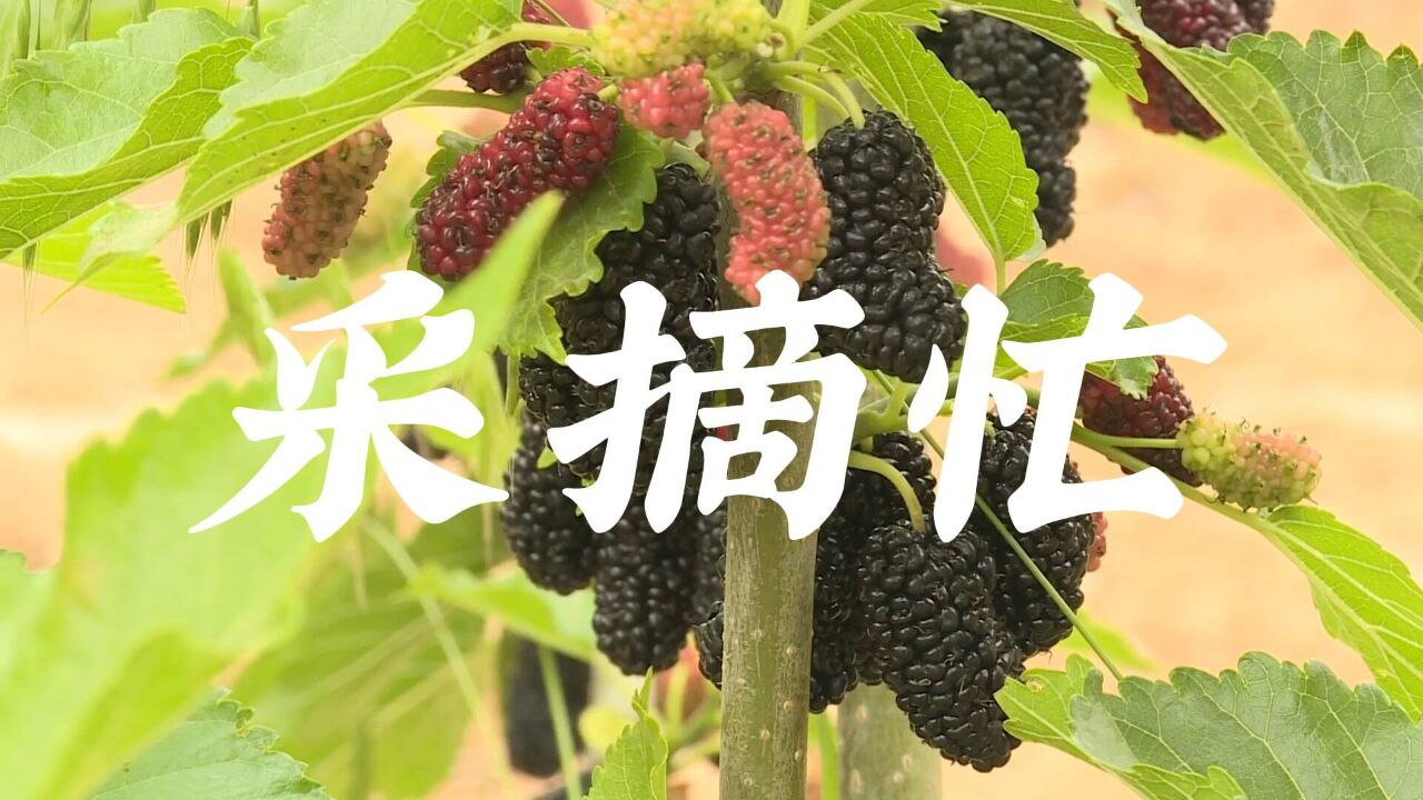 初夏时节迎丰收!风吹麦浪“绿渐黄” 瓜果飘香采摘忙