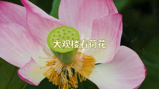 六月大观楼看荷花