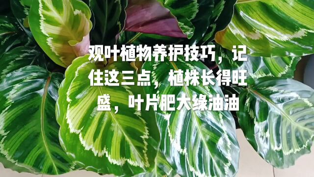 观叶植物养护技巧,记住这三点,植株长得旺盛,叶片肥大绿油油