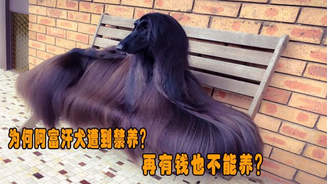 很多外国犬种都能养,为何阿富汗犬遭到禁养?再有钱也不能养?