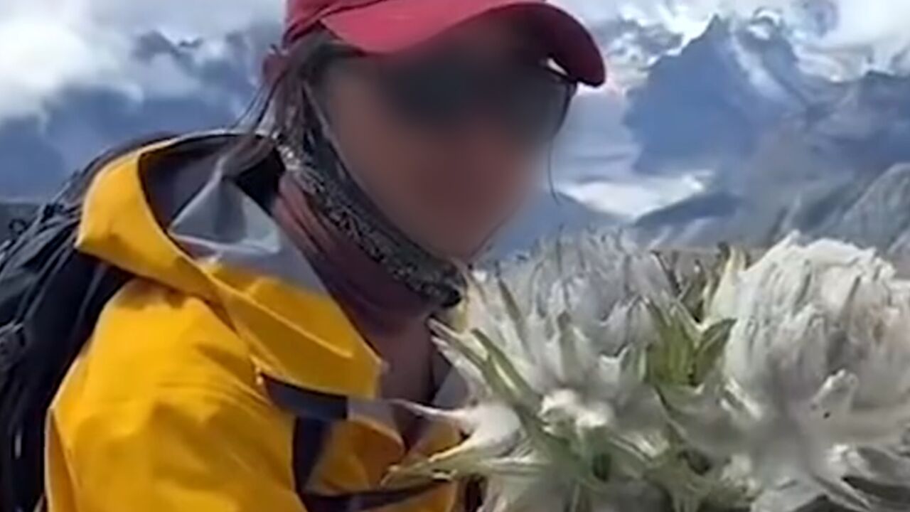 户外主播珠峰采摘天山雪莲并发视频炫耀,林业厅:如属实会处罚