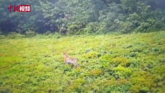 央媒眼中的吉林︱“颜”“值”双提升!吉林交出生态环境保护高分答卷