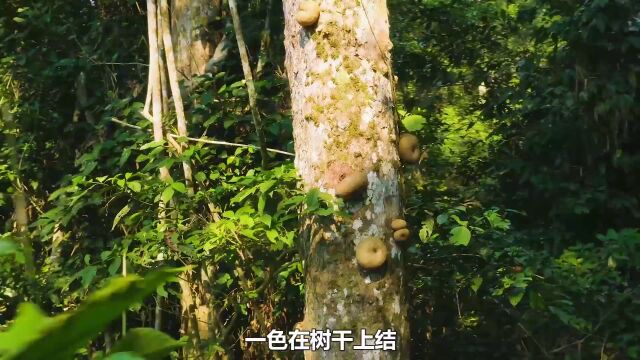 这种果子竟能帮大象“解毒”,并且还长在树干上,神奇动物纪录片