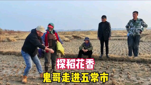 鬼头探访黑龙江省五常市稻花香大米,走进稻田地,感叹农民的不易