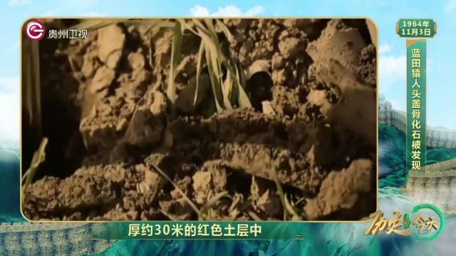 历史上的今天丨蓝田猿人头盖骨化石被发现