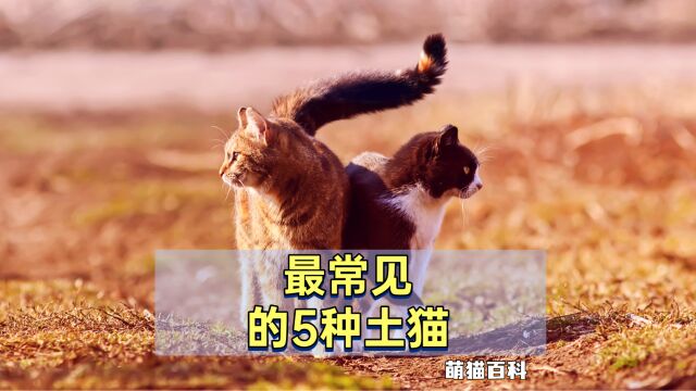 最常见的5种“土猫”,每一只都很优秀!