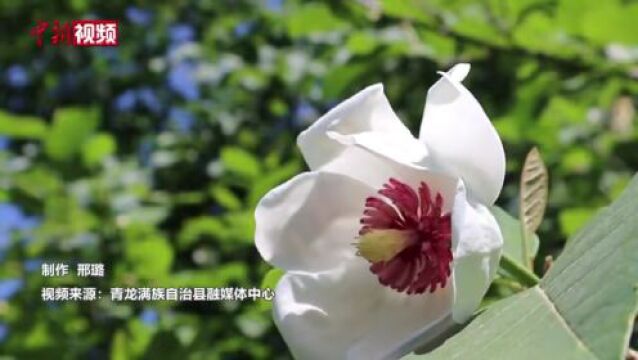 河北青龙:逾500株“植物活化石”天女木兰绽放