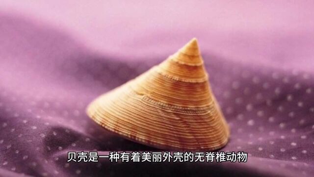 美丽的贝壳是怎么形成的.