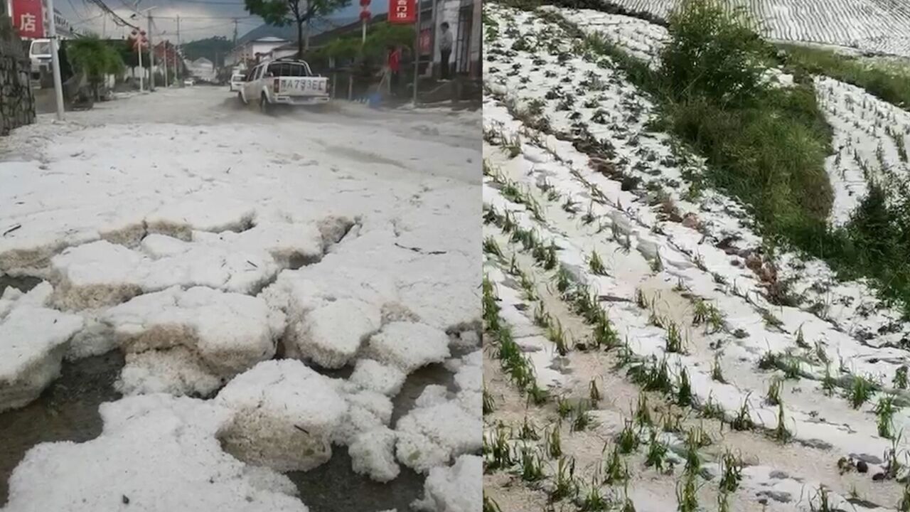 山西长治遭遇冰雹雨:地面上铺起厚厚一层 庄稼不同程度受灾