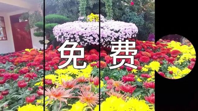 ꕥꕥꕥ免费!美翻了!新乡这里的菊花开成了“网红打卡地”