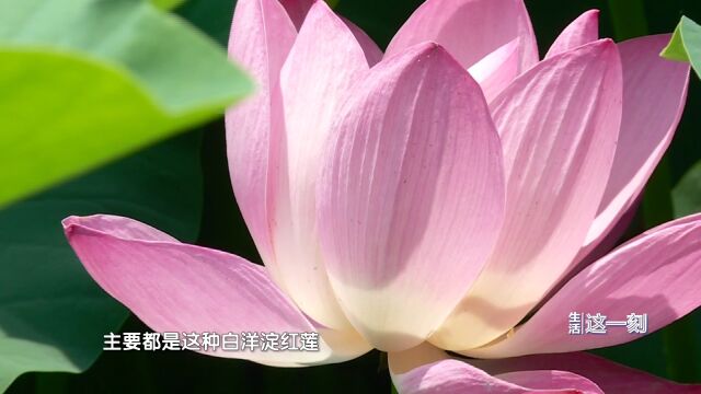 免费参观!荷花竟然有这么多种!莲花池公园荷花节开幕在即