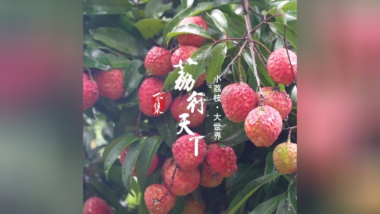 荔行天下!《小荔枝ⷥ䧤𘖧•Œ》下集,看大朗荔枝“出圈”