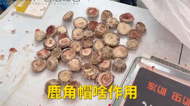 刚刚脱落的鹿角帽啥样,鹿角帽有啥作用,怎么吃效果好