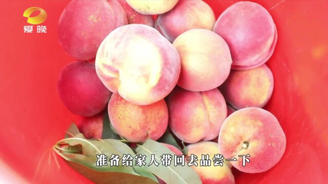 西瓜、杨梅、桃子新鲜上市 汁多味美甜蜜一夏