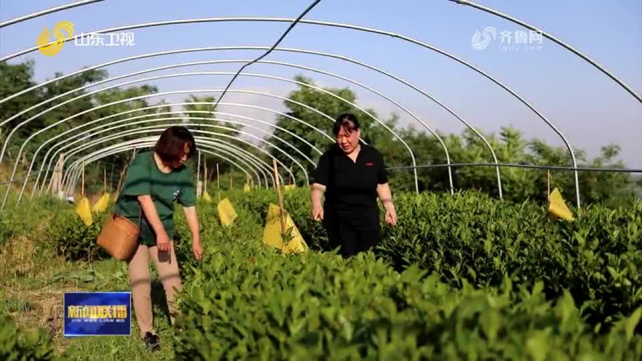 闪电评论丨让农业和“科技合伙人”在乡村展翅高飞