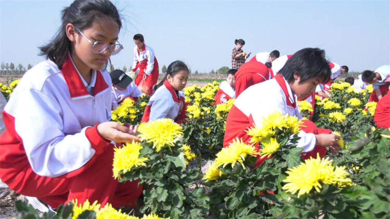 东营市利津县:采菊金河畔 研学菊花台