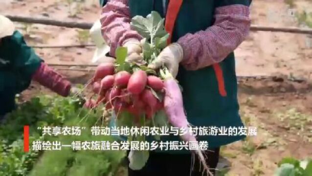 河北隆化:“共享农场”绘就乡村振兴新画卷