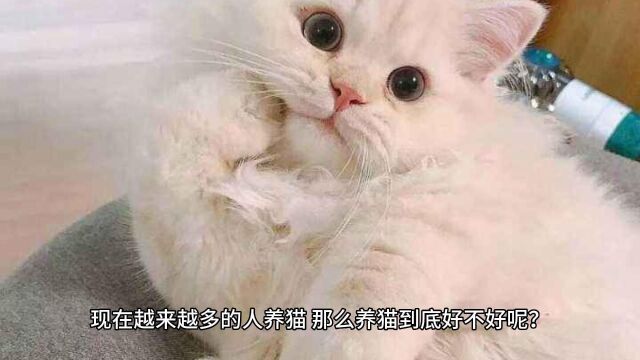 养猫的几大好处,有科学依据,没有忽悠你