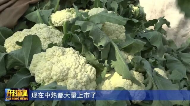 通许县孙营乡:有机花菜采收忙