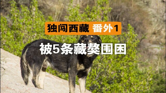 被5条守山犬围困,幸好藏族老人解围,不然就要睡山上了