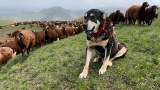 狼域里游牧:尽管牧羊犬数量众多,可野狼还是断然来袭以宣誓领地