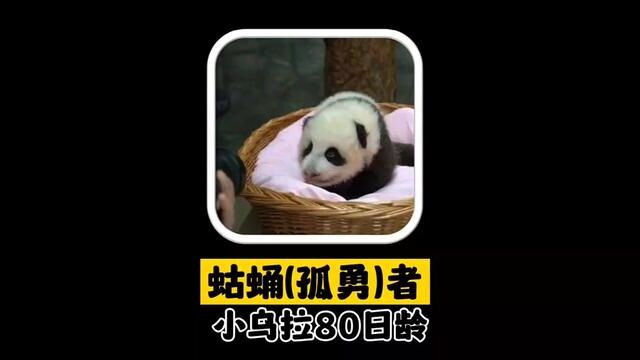 者 80日龄的小乌拉来了 丁妈已经治不了铁妹了downcastfacewithsweat: 小乌拉也太可爱了