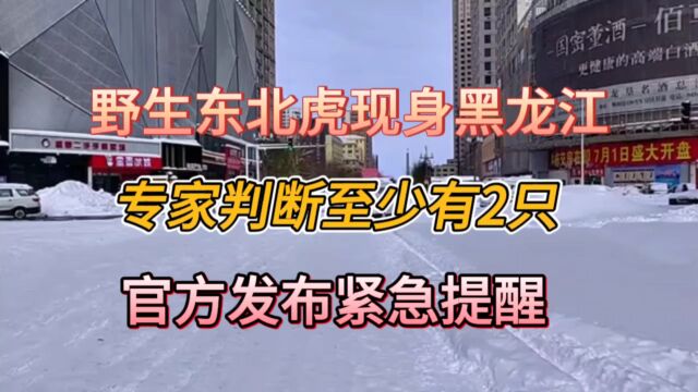 野生东北虎现身黑龙江,专家判断至少有2只,官方发布紧急提醒