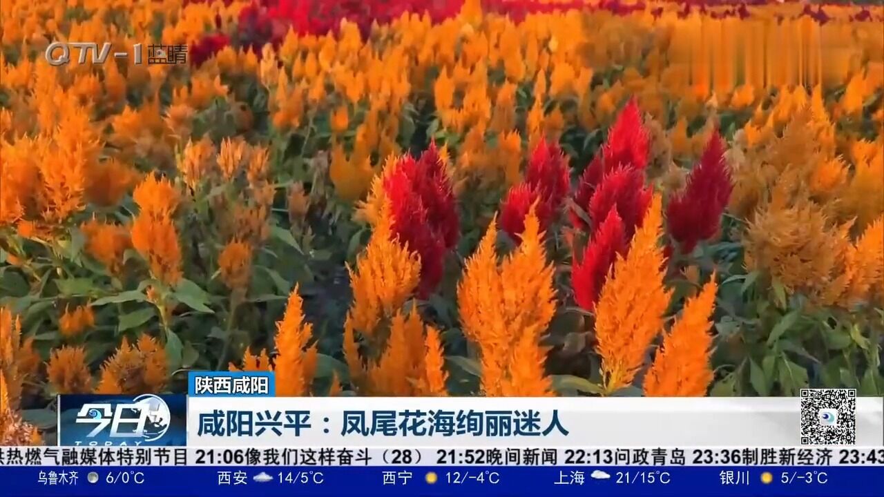 咸阳兴平:凤尾花海绚丽迷人,呈现出一幅充满诗意的田园画卷