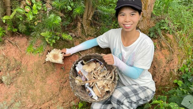 小秀户外采鸡枞菌,农村野生的新鲜蘑菇,你们吃过吗?