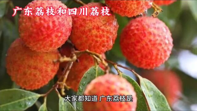 广东荔枝和四川荔枝