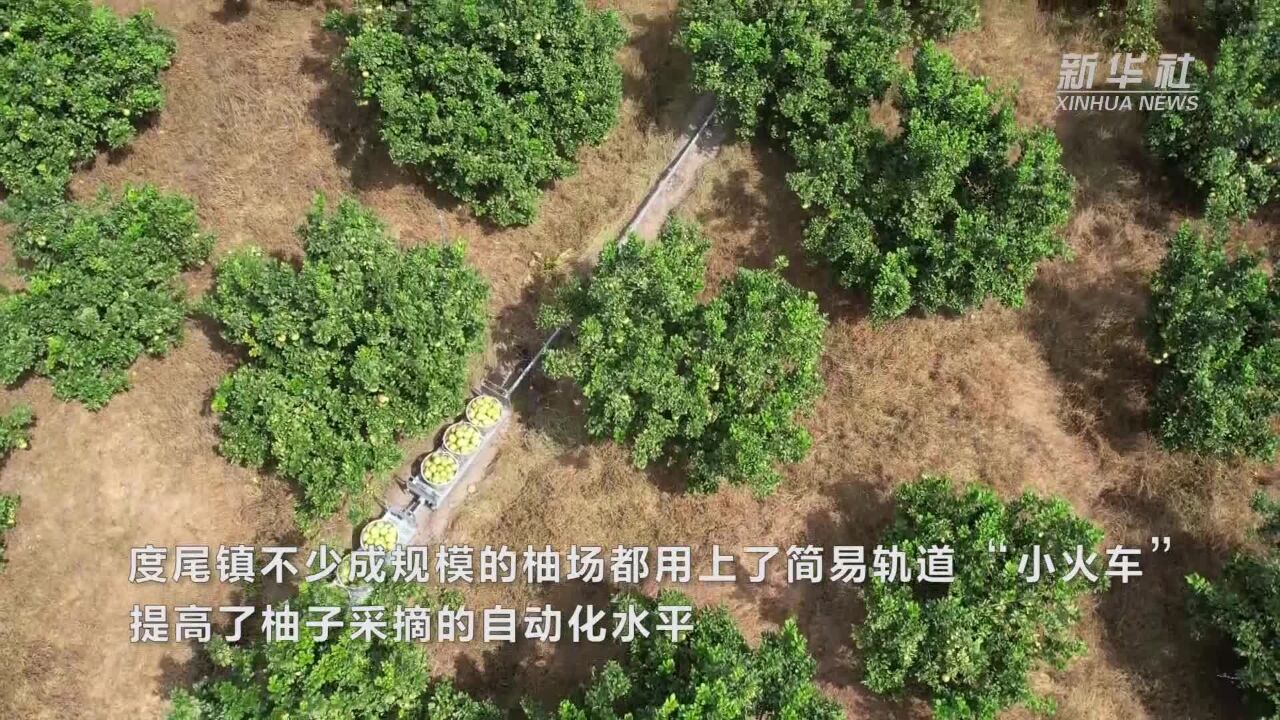 福建仙游:老柚林结出乡村振兴“金果子”